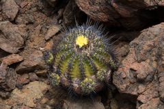 Copiapoa echinoides