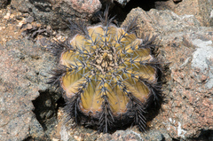 Copiapoa echinoides