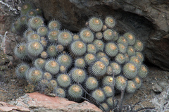 Copiapoa dealbata