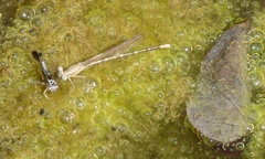 Argia sedula