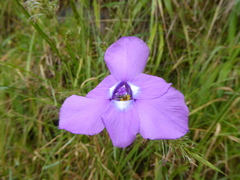 Ennealophus foliosus