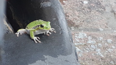 Hyla intermedia perrini
