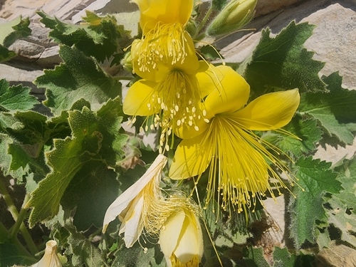 Eucnide bartonioides, photograph 6