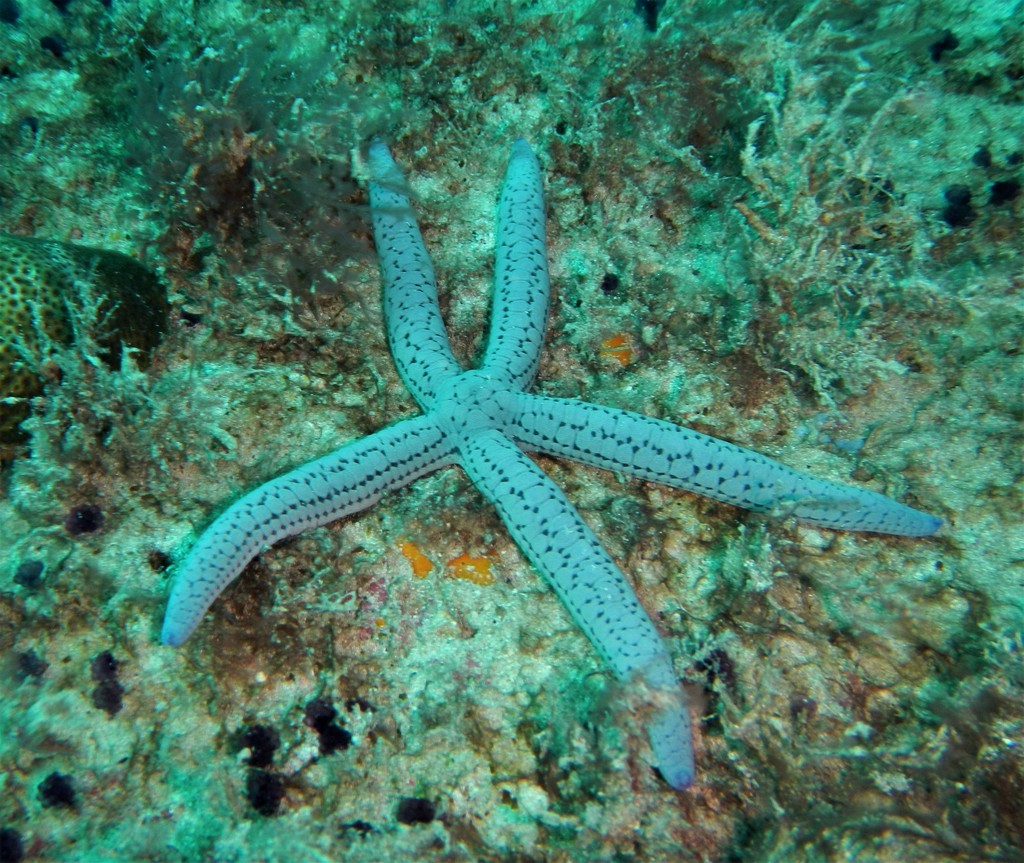 Bouvier's Linckia