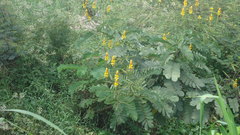 Senna alata