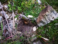 Scolopendra cingulata