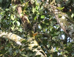 Dendrocopos analis