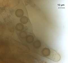 Pachyphlodes austro-oregonensis