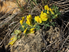 Chamaecytisus ratisbonensis