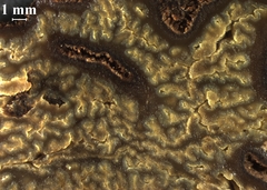 Pachyphlodes austro-oregonensis