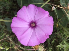 Convolvulus althaeoides althaeoides