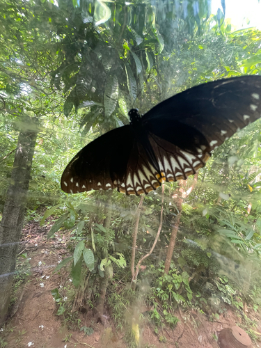Common Mime Swallowtail