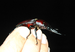 Prosopocoilus serricornis