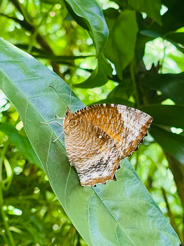 Common Palmfly