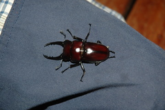 Prosopocoilus serricornis