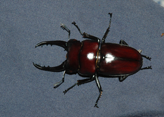 Prosopocoilus serricornis