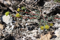 Euphorbia petrophila