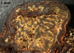 Pachyphlodes austro-oregonensis