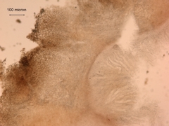 Pachyphlodes austro-oregonensis