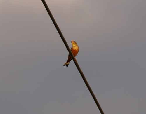 Ortolan Bunting