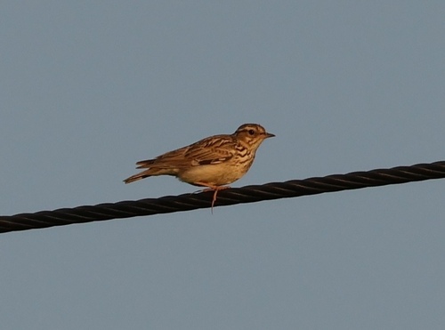 Woodlark