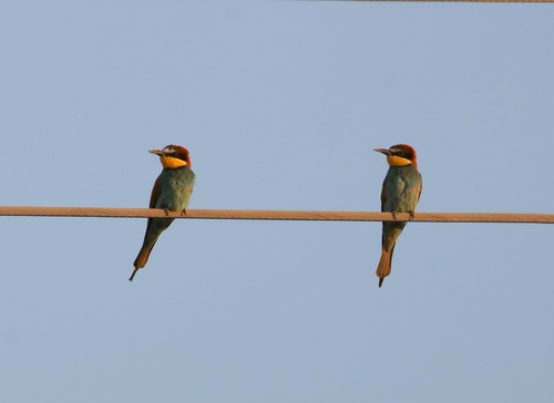 European Bee-eater