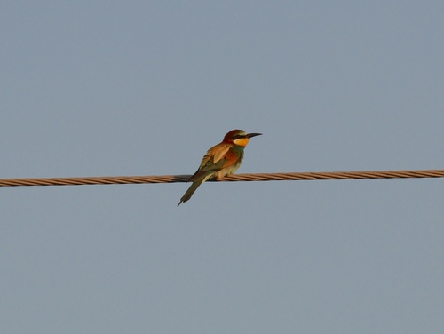 European Bee-eater