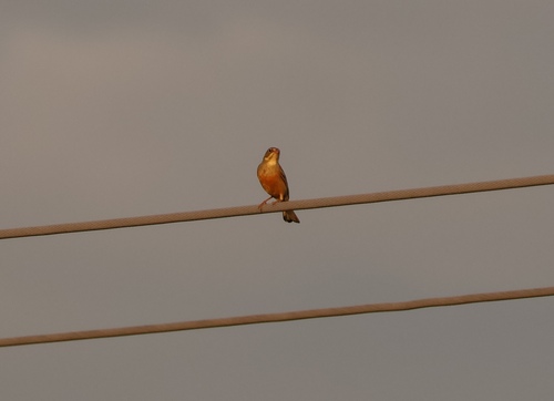 Ortolan Bunting