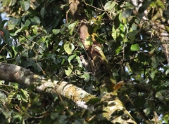 Dendrocopos analis