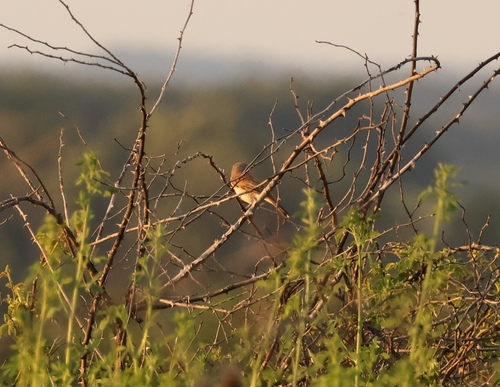 Red-backed Shrike