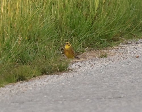 Yellowhammer