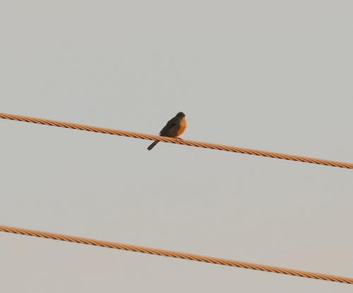 Ortolan Bunting