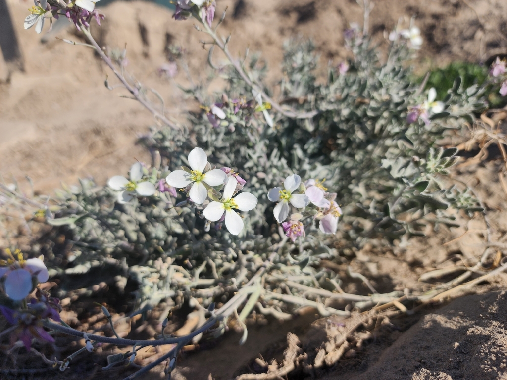Nerisyrenia camporum; photograph (c) Kaden Slone, some rights reserved (CC BY)