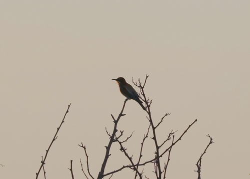 European Bee-eater