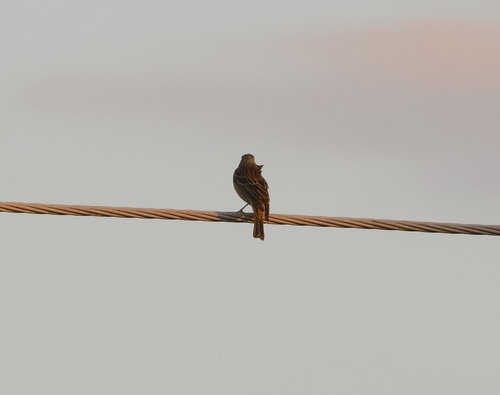 Ortolan Bunting