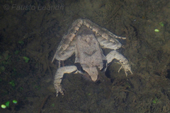 Rana latastei