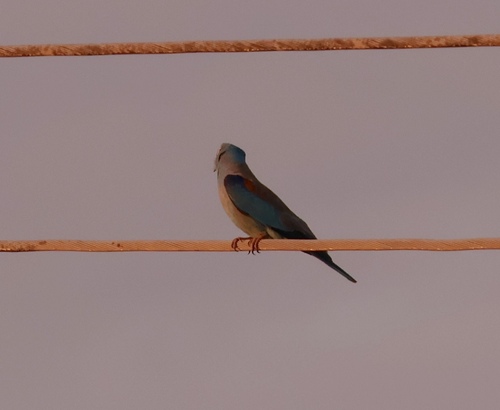 European Roller