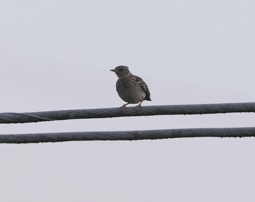 Woodlark