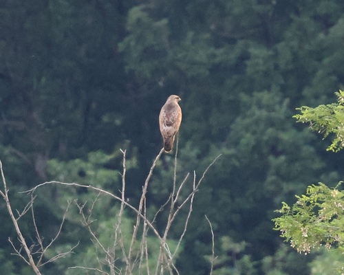 Common Buzzard