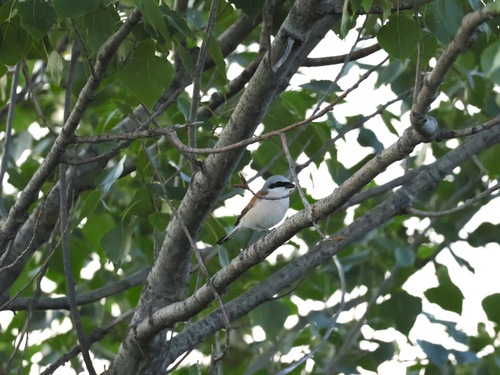 Red-backed Shrike