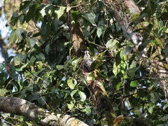 Dendrocopos analis