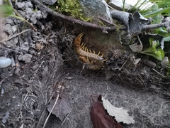 Scolopendra cingulata