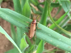 Cantharis coronata
