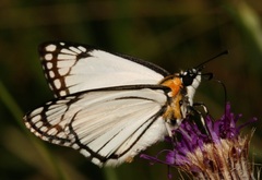 Leucochitonea levubu