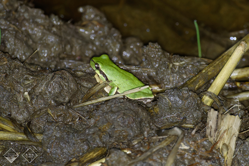 Spotless Treefrog