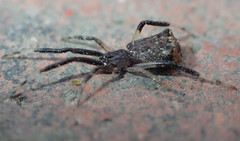 Episinus truncatus