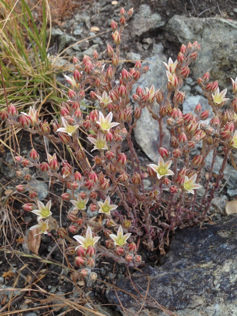 Dudleya blochmaniae