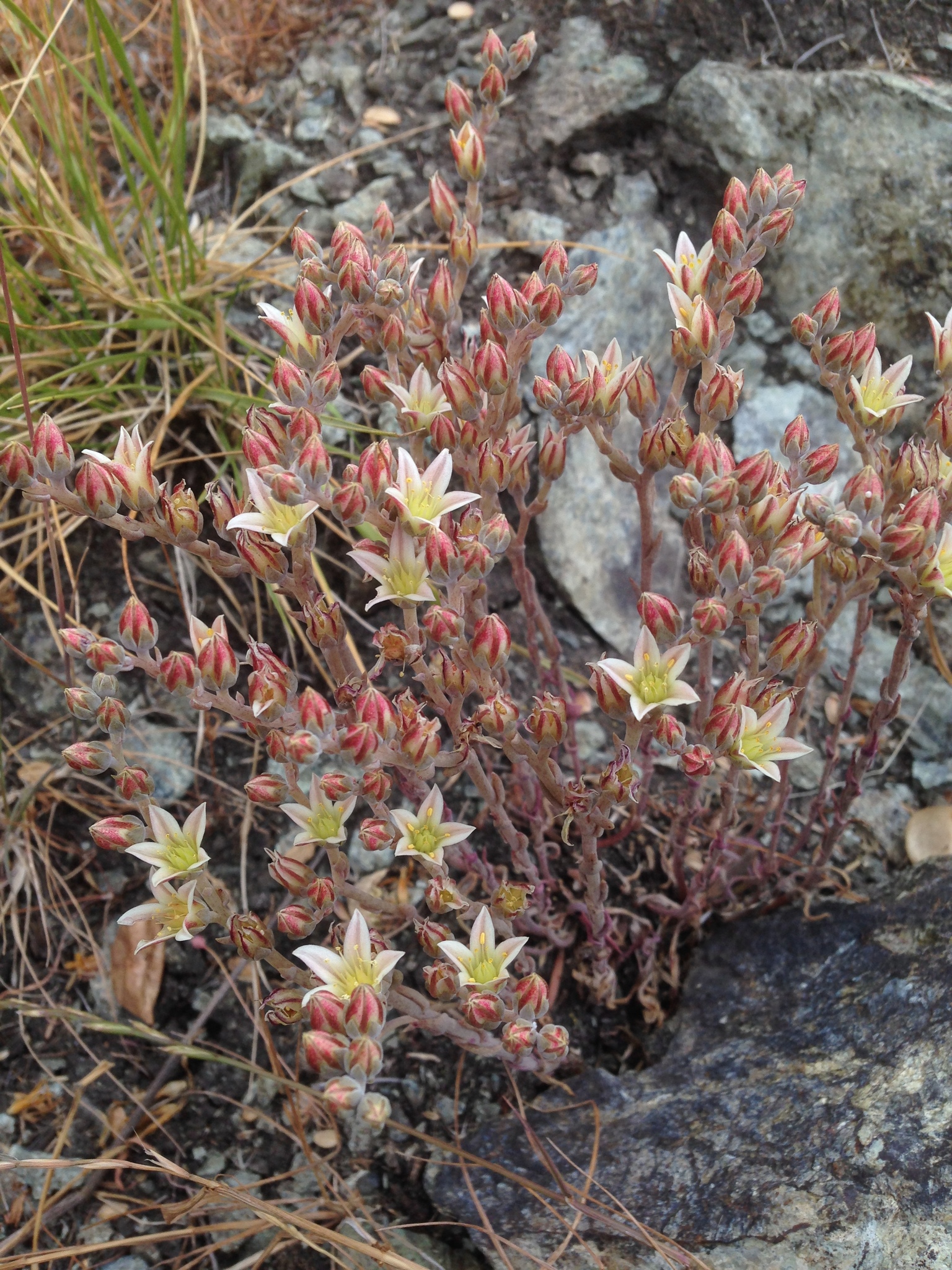 Dudleya blochmaniae