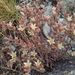 Blochman's Dudleya - Photo (c) Adam J. Searcy, some rights reserved (CC BY-NC), uploaded by Adam J. Searcy