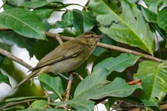 Vireo altiloquus